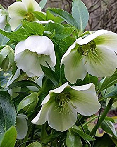 Čemerica HELLEBORUS ORIENTALIS WHITE LADY 10 kusov